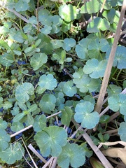 Hydrocotyle ranunculoides