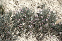 Reaumuria alternifolia alternifolia