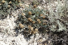 Astragalus calycinus