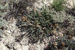 Astragalus calycinus