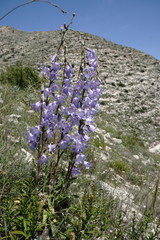 Campanula sarmatica