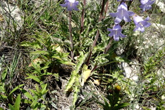 Campanula sarmatica