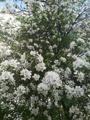 Malus