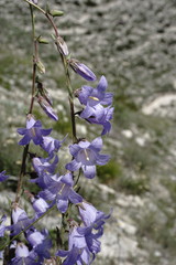 Campanula sarmatica