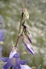 Campanula sarmatica