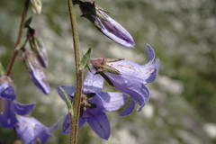Campanula sarmatica