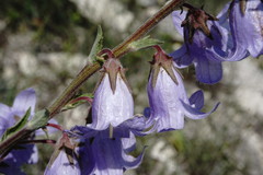 Campanula sarmatica