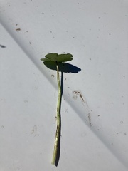 Hydrocotyle ranunculoides