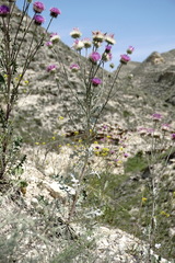 Jurinea ruprechtii