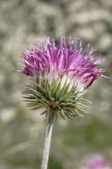 Jurinea ruprechtii