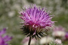 Jurinea ruprechtii