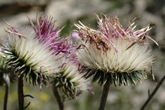 Jurinea ruprechtii