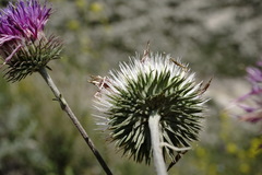 Jurinea ruprechtii