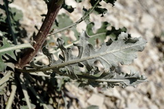 Jurinea ruprechtii