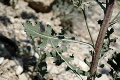 Jurinea ruprechtii