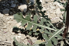 Jurinea ruprechtii