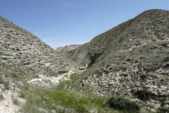 Jurinea ruprechtii