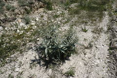 Cirsium argillosum