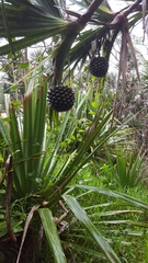 Pandanus utilis