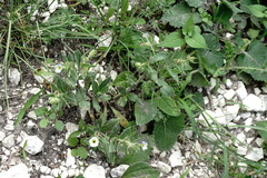 Nonea versicolor