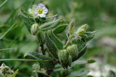 Nonea versicolor