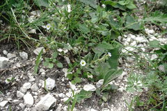 Nonea versicolor