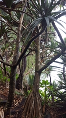 Pandanus utilis