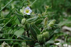 Nonea versicolor