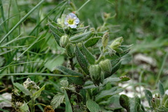 Nonea versicolor