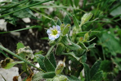 Nonea versicolor
