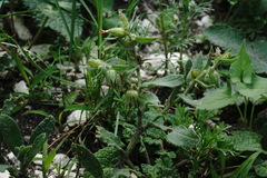 Nonea versicolor