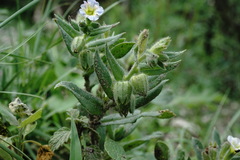 Nonea versicolor