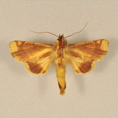 Calledema contingata