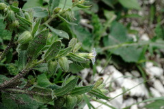 Nonea versicolor