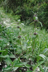 Marrubium catariifolium