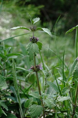 Marrubium catariifolium