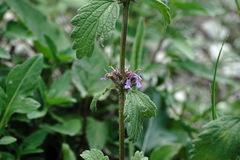 Marrubium catariifolium