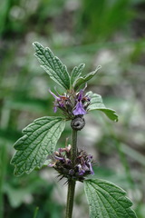 Marrubium catariifolium