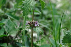 Marrubium catariifolium