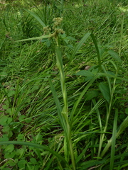 Scirpus georgianus