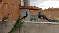 Pavo cristatus