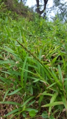 Stenotaphrum dimidiatum