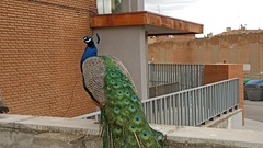 Pavo cristatus