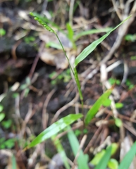 Paspalum nutans