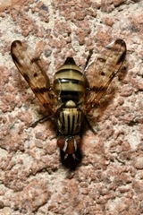 Otites formosa