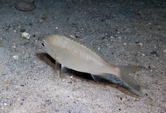Eucinostomus melanopterus image