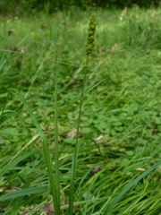 Carex vulpinoidea