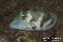 Canthigaster axiologus