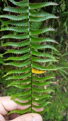 Nephrolepis abrupta