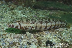 Parapercis stricticeps